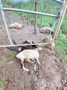 Pack of dogs in West Maui may have killed sheep